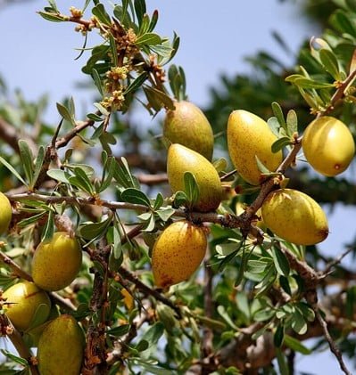 زيت الأرجان المغربى مستخلص زيتى الكود : LD-00328