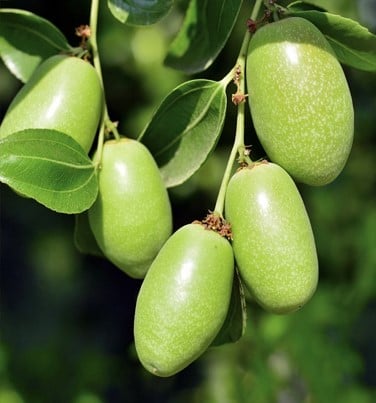 زيت الجوجوبا مستخلص زيتى الكود : LD-00326