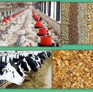 بكتريا اللشنيفورمز (بودر - غير ذائب)