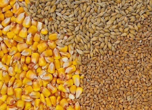 خليط من الذرة والحبوب يستخدم كمكون أساسي في أعلاف المواشي والدواجن
