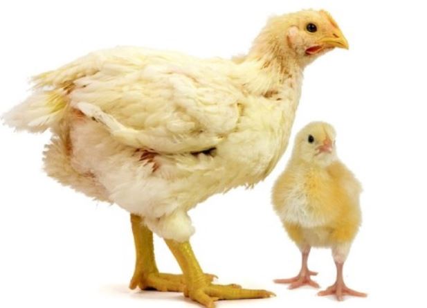 دجاجة يقف بجانبها كتكوت صغير